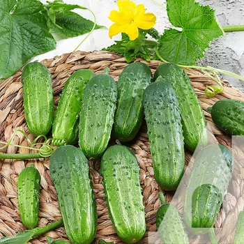 Огірок Кущовий 500 г СЦ