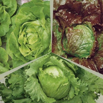 Салат головчатый Хрустящий микс (смесь), 5 г, Садиба