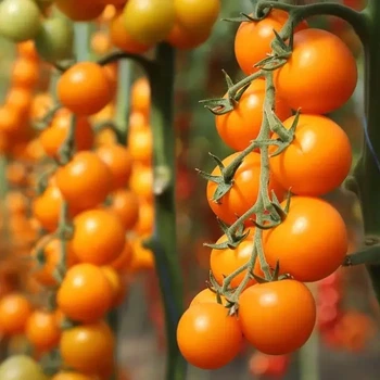 Томат KS 1549 F1 жовтий коктейльний 8 шт Kitano Seeds