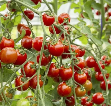 Томат Стромболіно F1 UG 10000 шт United Genetics