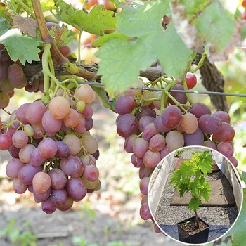 Саженцы Яскрава Виноград Ливия (контейнер 2 л) (38509)
