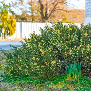 Саженцы Яскрава Можжевельник казацкий Variegata контейнер 0.5 л (60877)