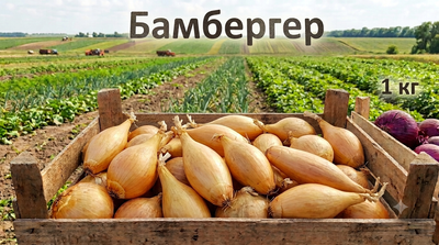 Цибуля Бамбергер 1 кг