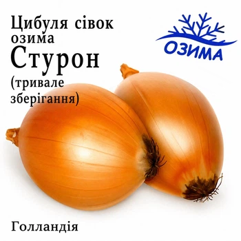 Лук севок озимый Стурон Голландия, 1 кг