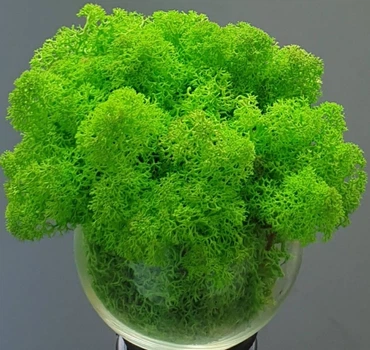 Стабилизированный мох ягель для декора Норвегия Grass Green Light №79 — 100 грамм.