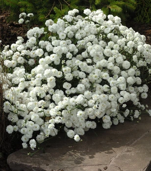 Саджанці Перлиниці, деревій птарміка (Achillea ptarmica «The Pearl») в 380гр горщиках