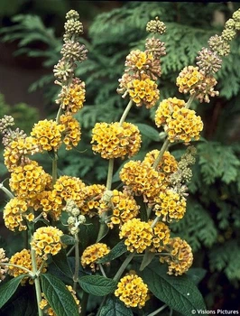 Саджанці Будлеї Санголд (Buddleja weyeriana 'Sungold') в 0.5л горщику