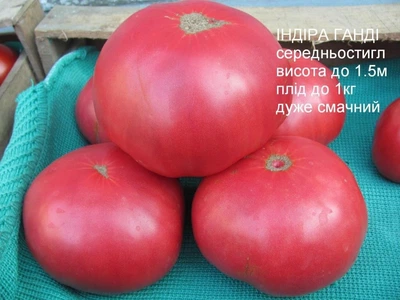 Семена крупноплодного салатного томата Индира Ганди 30 семян
