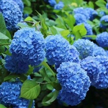 Гортензія Nikko Blue 5 л