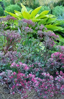 Очиток Вера Джеймсон Sedum Vera Jameson Р9