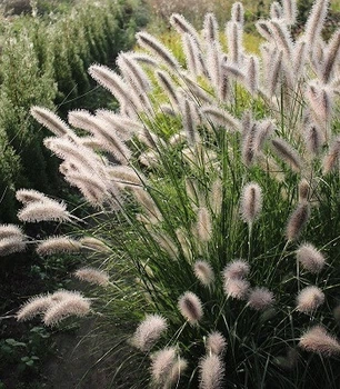 Pennisetum "Lady U" садовые многолетние цветы,травы