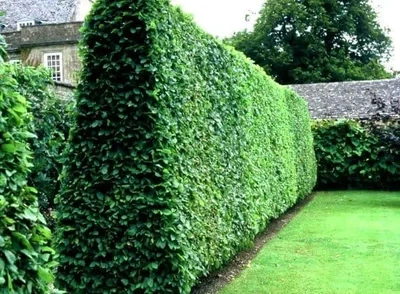 Бирючина обыкновенная Атровиренс Ligustrum vulgare Atrovirens (контейнер 0,5л)