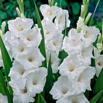 Луковичные растения Нарцисс корончатый с махровый короной White Marvel