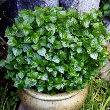Семена Пеперомия прозрачная, Peperomia pellucida 10 шт/уп