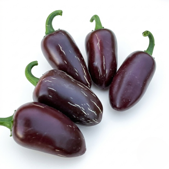 Насіння Перець гострий Халапеньйо Eclipse, Capsicum annuum 5 шт/уп