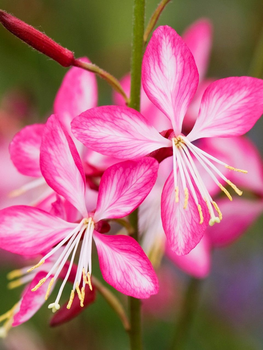 Гаура Rosy Jane (у гірнику Р9)