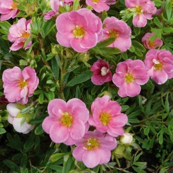 Саженцы Лапчатки Лавли Пинк (Potentilla fruticosa Lovely Pink) Р9