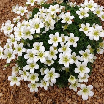 Саженцы Камнеломки Арендса белая Вайт Пикс (Saxifraga Arendsii White Pixie) Р9