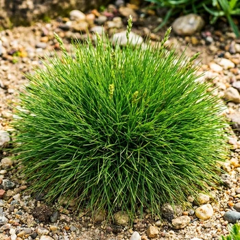Саженцы Овсяницы Гаутера (Festuca gautieri) Р9