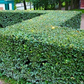 Саженцы Кизильника блестящего, вертикальный (Cotoneaster lucidus) Р9