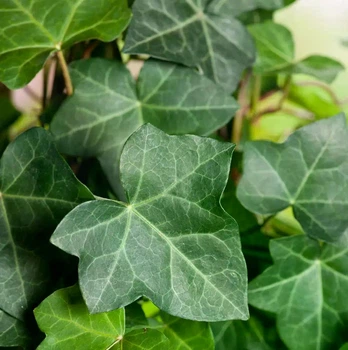 Саджанці Плюща звичайного (Hedera helix) Р9
