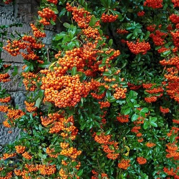 Пираканта "Orange Glow" декоративные кусты для сада, саженцы, вечнозеленые растения в горшках.