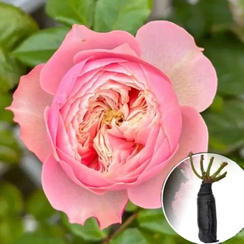 Троянда Northanger Abbey (Нортенгерське аббатство) саджанець в плівці Matla Flowers