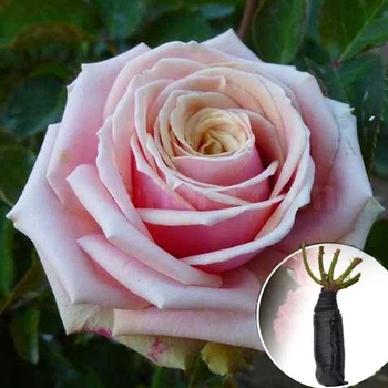 Троянда Eden Romantica (Еден Романтика) саджанець в плівці Matla Flowers
