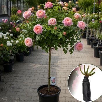 Троянда штамбова Princess Sakura (Принцеса Сакура)