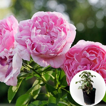 Троянда в горщику Mary Rose 5 л саджанець в плівці Matla Flowers