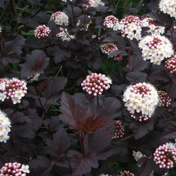 Пузыреплодник калинолистный «Диаболо» (Physocarpus opulifolius ‘Diabolo’), C3