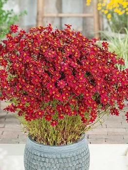 Кореопсис "Ruby Red"Садовые саженцы