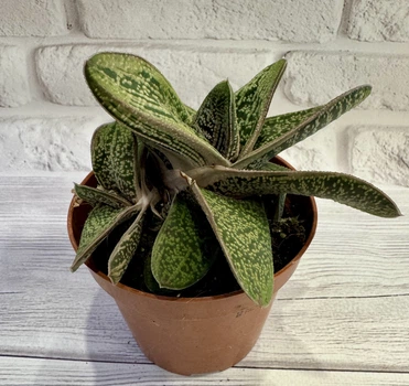 Гастерия литл варти Gasteria cv. Little Warty D8 см Суккулент Комнатное растение