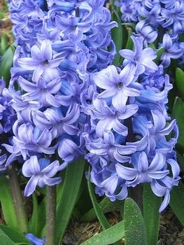 Гіацинт Delft Blue цибулина 18/19 (1 шт.)