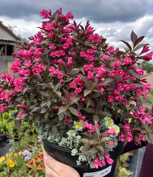 Вейгела квітуча Танго. (Weigela florida Tango) Р9