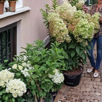 Гортензия метельчатая «Металлика» - гигант (Hydrangea paniculata Metallica) Р9