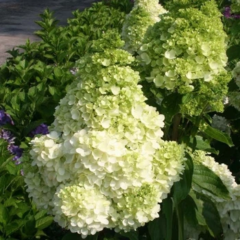 Гортензія волотиста Меджикал Кіліманджаро. (Hydrangea paniculata Magical Kilimanjaro) Р9