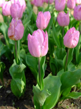 Тюльпан Light Pink Prince (2 шт. в пакованні)