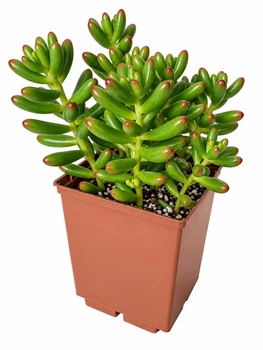 Сукулент Седум червонозабарвлений (Sedum rubrotinctum) (s158s)