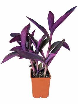 Суккулент Сеткреазея пурпурная (Setcreasea purpurea) (s081m)