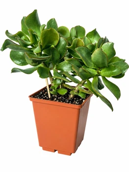 Сукулент Крассула Хвилястий Нефрит (Crassula Arborescens) (s015m)