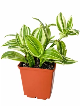 Сукулент Традесканція Альбовіттата (Tradescantia albiflora Albovittata) (s121s)