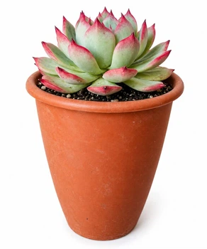 Сукулент Ехеверія чихуахуензис (Echeveria chihuahuaensis) (s079L)