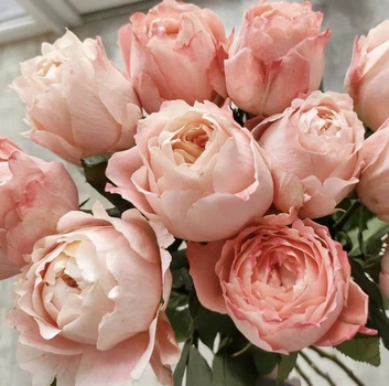 Роза Принцесса Сакура. (Princess Sakura) Японский