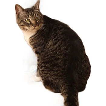 Crazy Owner Cat Scratchboard Gnide вертикальна настінна міцна велика кішка диван іграшка гофрований папір scratcher