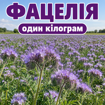 Фацелія на сидерат вагова (ціна за 1 кг)