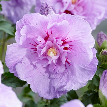 Гібіскус деревовидний "Lavender Chiffon" декоративні рослини для саду