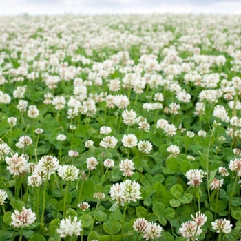 Насіння білої конюшини Рівендел GrassNature, 2 кг – для газону, сидерату і медоносу