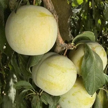 Саджанці плуота Флейвор Квін