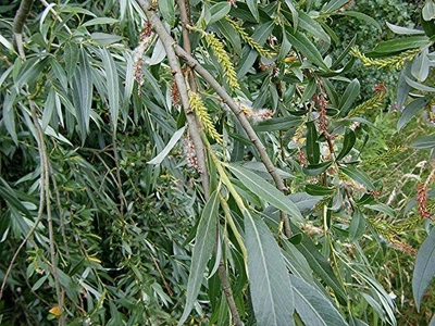 Ива Эрдингер / Salix erdingeri С45 / Н 300